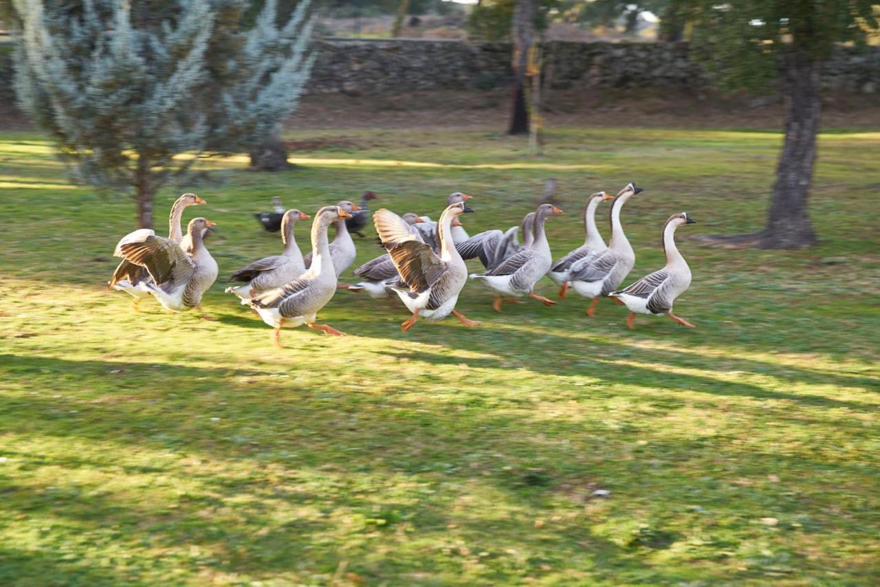Finca El Cortinal Valencia de Alcántara Zewnętrze zdjęcie